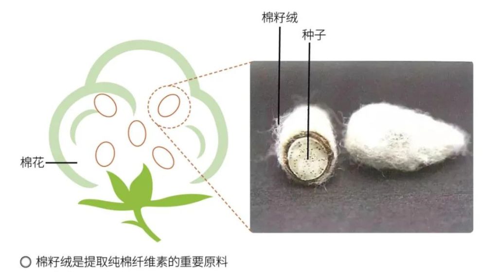 木棉花的部分结构图片图片