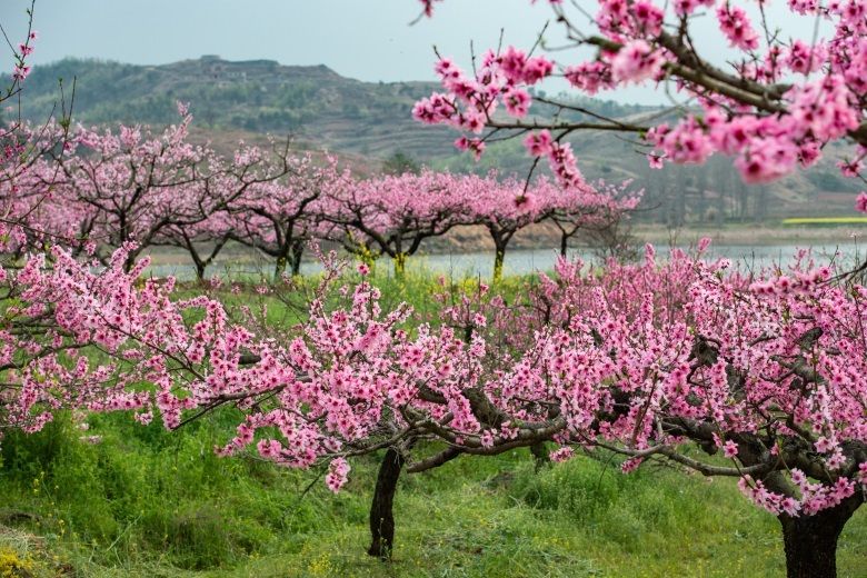 桃花树的样子风景图片图片