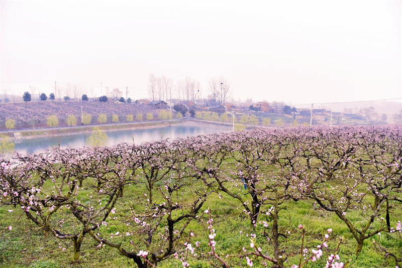 枣阳王城镇一村一落皆美景美丽乡村更宜人