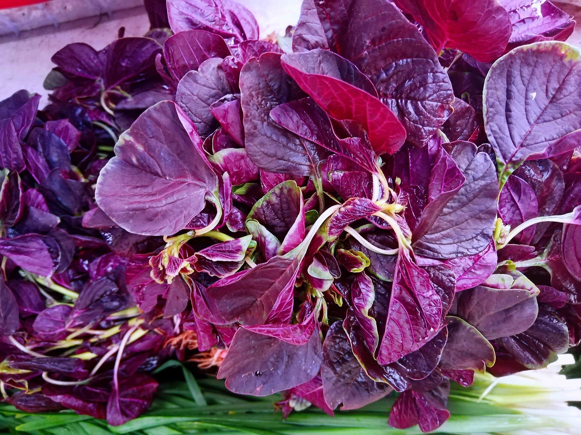 于田间地头,我们云南人管它叫小米菜,四川人管它叫旱菜,学名又叫苋菜