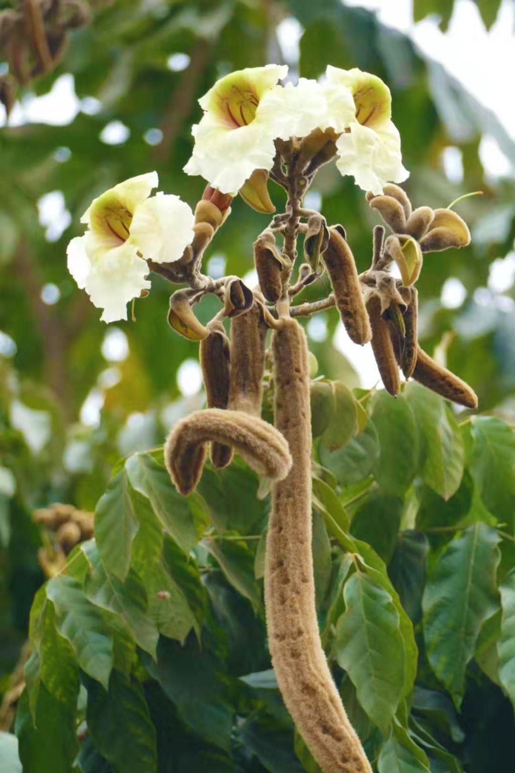 毛叶猫尾木猫尾般的果实甚是可爱