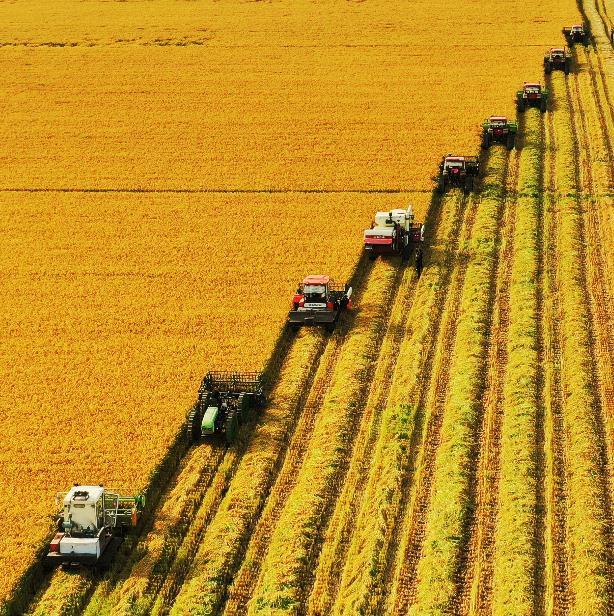 黑龙江北大荒洪河农场稻田里尽显金秋丰景