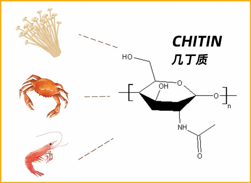 它的细胞壁中含有一种普通蔬菜中没有的多糖——几丁质,也叫壳多糖.