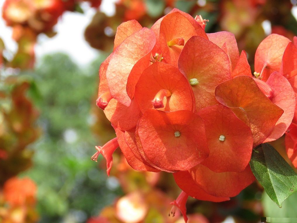 (来源:广东省深圳市中科院仙湖植物园)冬红实属"高