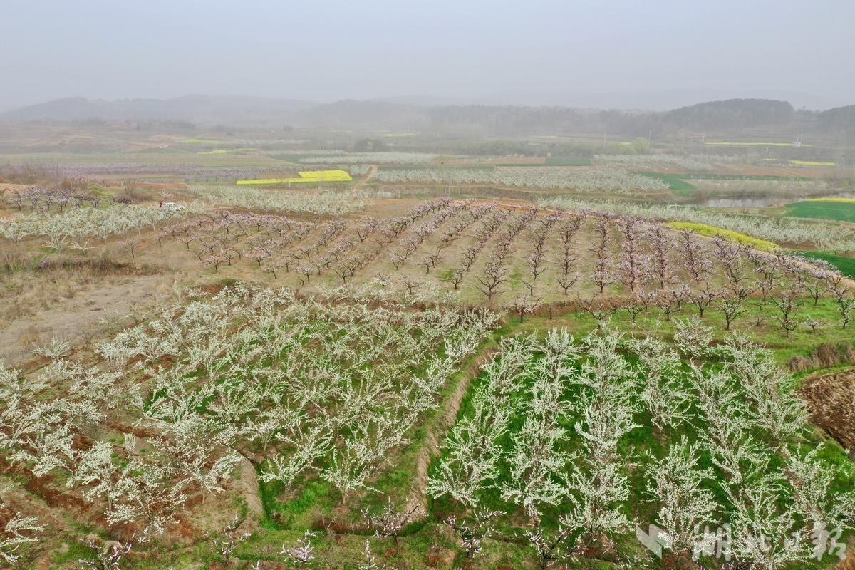 枣阳市刘升镇千亩柰李迎来盛花期