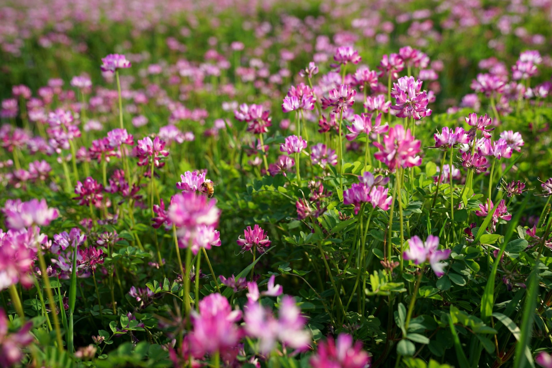 枣阳:紫云英笑蜂飞闹
