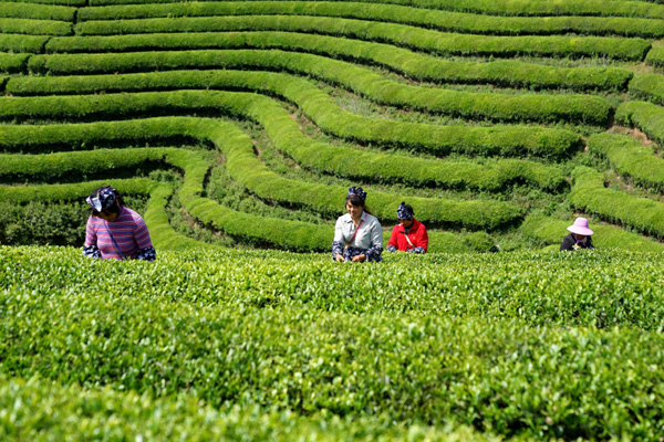 员黄正鹏 全媒体记者丁心栓)连日来,枣阳市平林镇黑虎山茶场一片翠绿