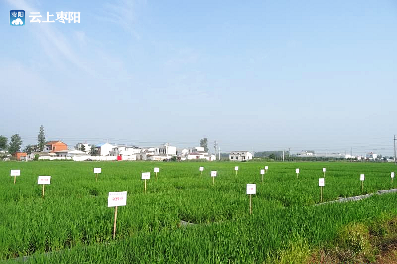 枣阳市吴店镇:打造产业强镇 推动乡村振兴_长江云 - 湖北网络广播电视