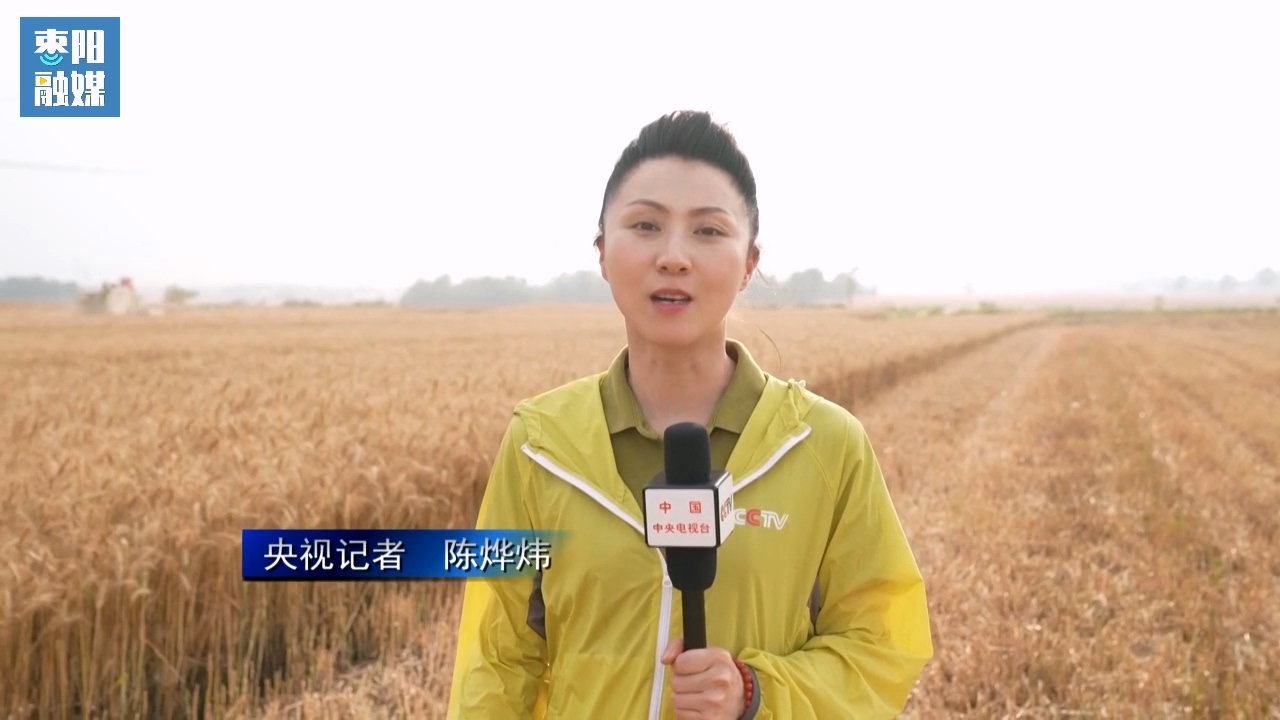 枣阳市小麦开镰收割