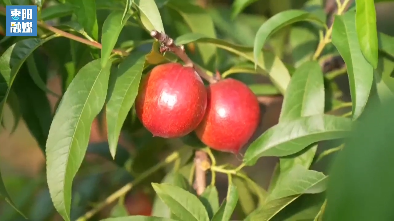 枣阳平林油桃上市了