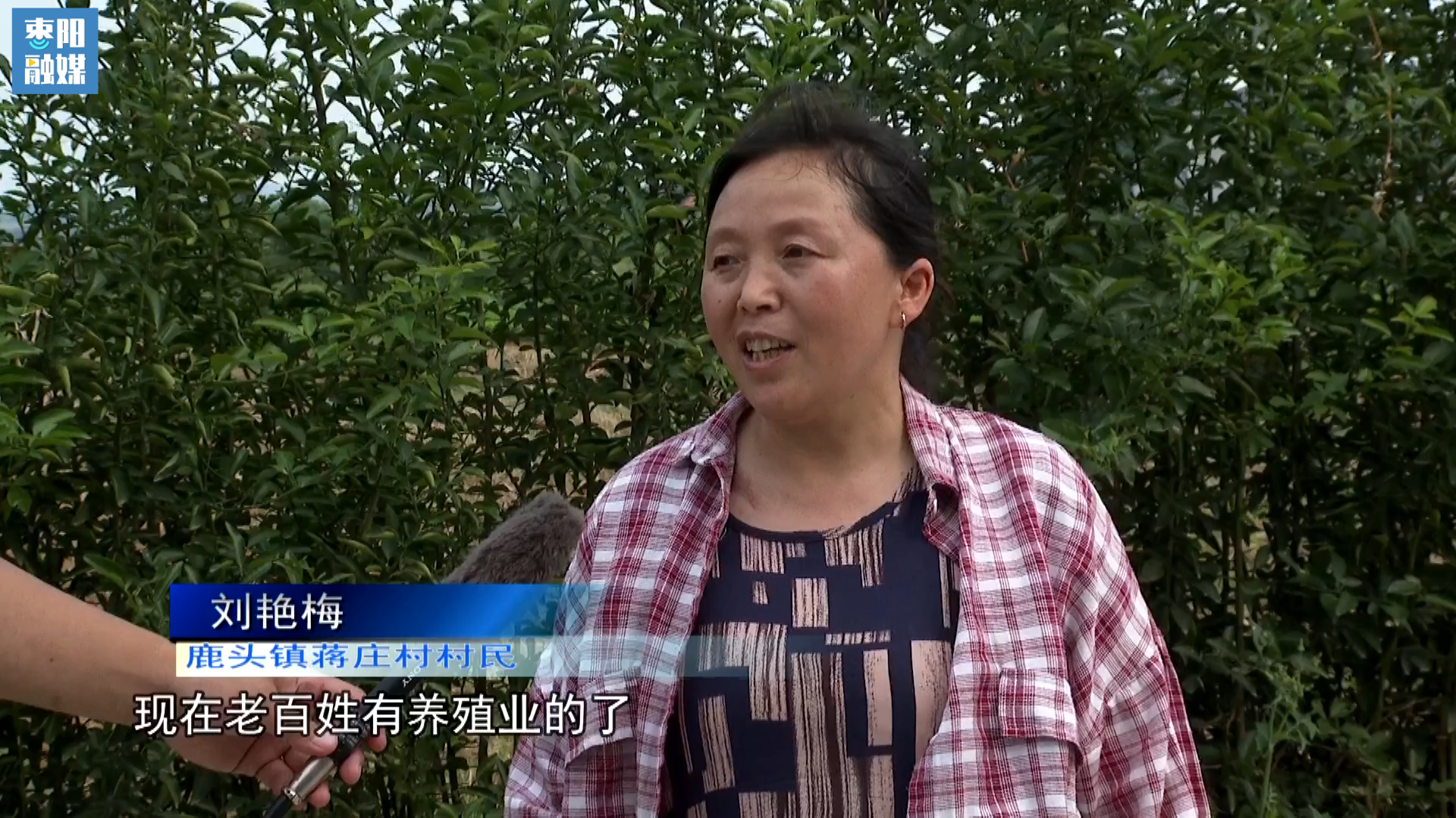 枣阳鹿头天气预报今日情况