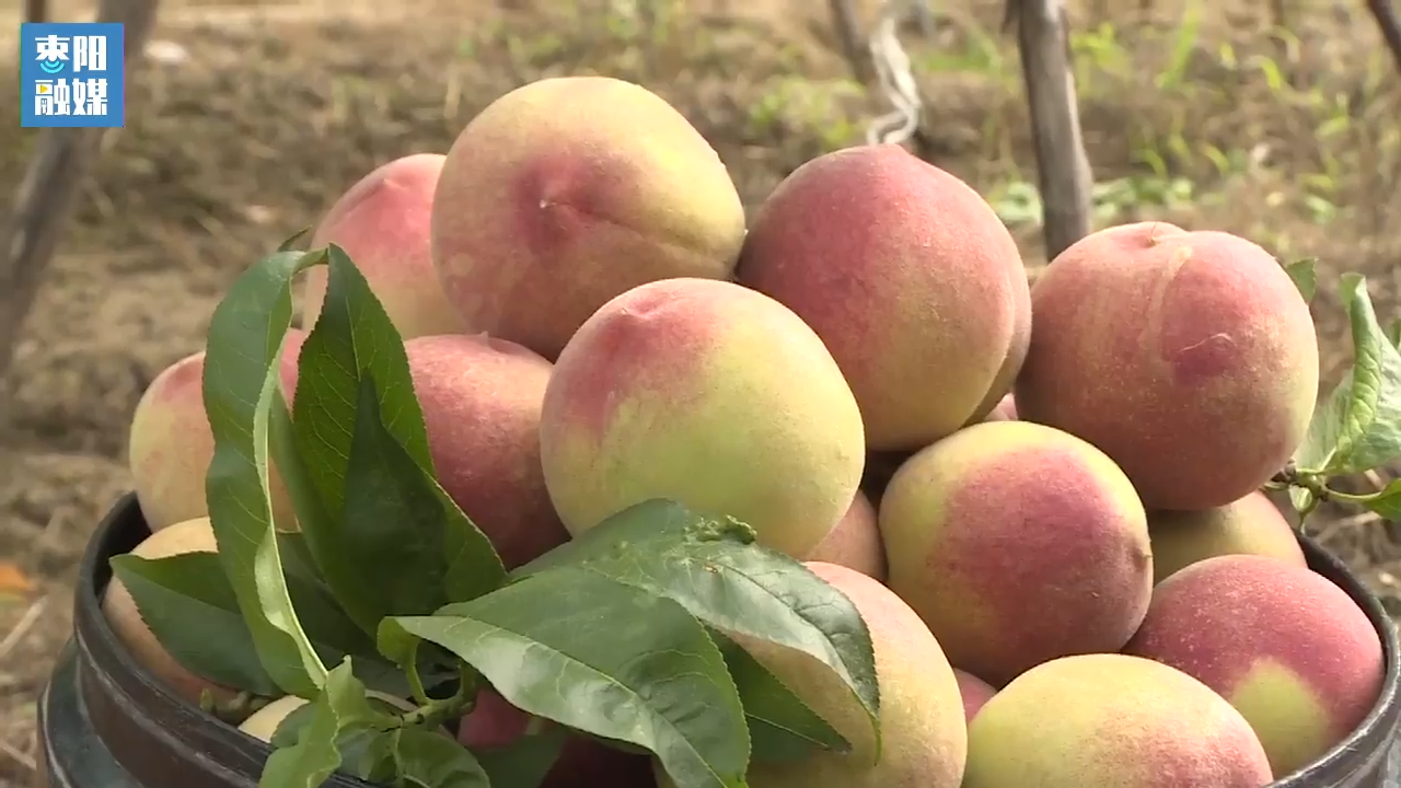 枣阳新市镇桃子酿酒解决果农后顾之忧