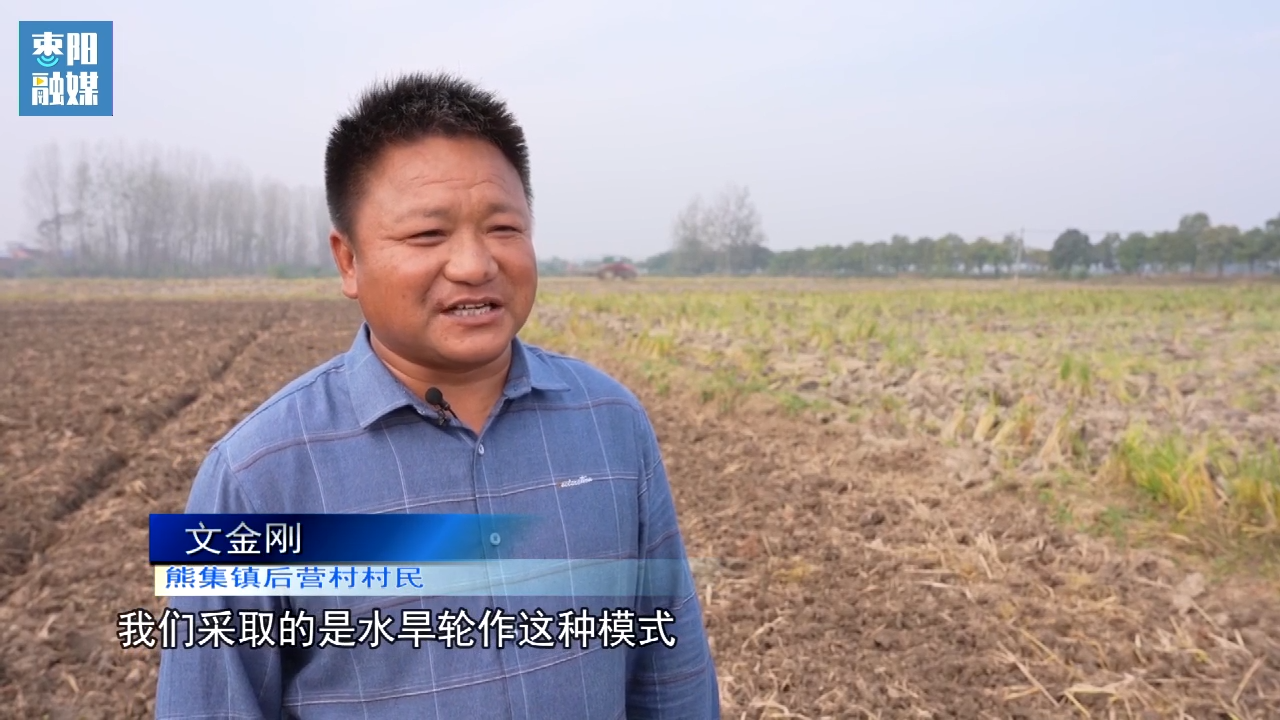 枣阳市熊集镇后营村:稻麦轮作夯实"鄂北粮仓"根基_云上枣阳