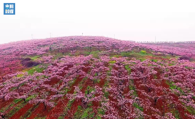 近年来,枣阳市平林镇坚持"绿水青山就是金山银山"的生态理念,结合本地