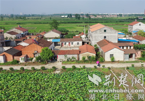 碧绿的荷叶丛中,荷花竞相绽放,莲蓬点缀其间,尤如人间仙境