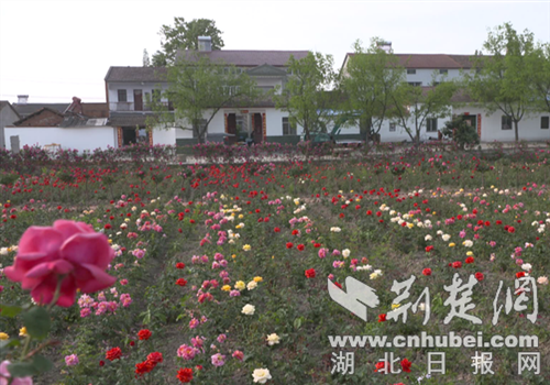 碧绿的荷叶丛中,荷花竞相绽放,莲蓬点缀其间,尤如人间仙境