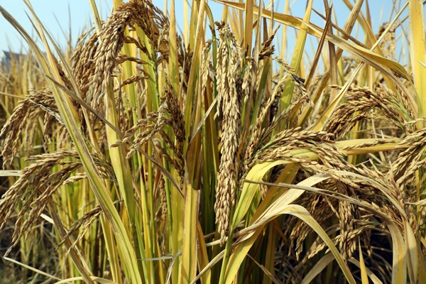 宜城首批大面积试种的深水稻喜获丰收