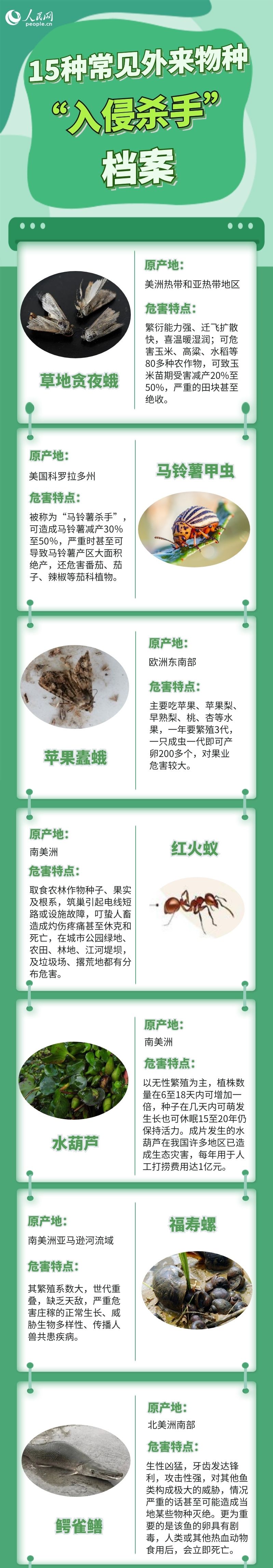 红火蚁防控方案图片