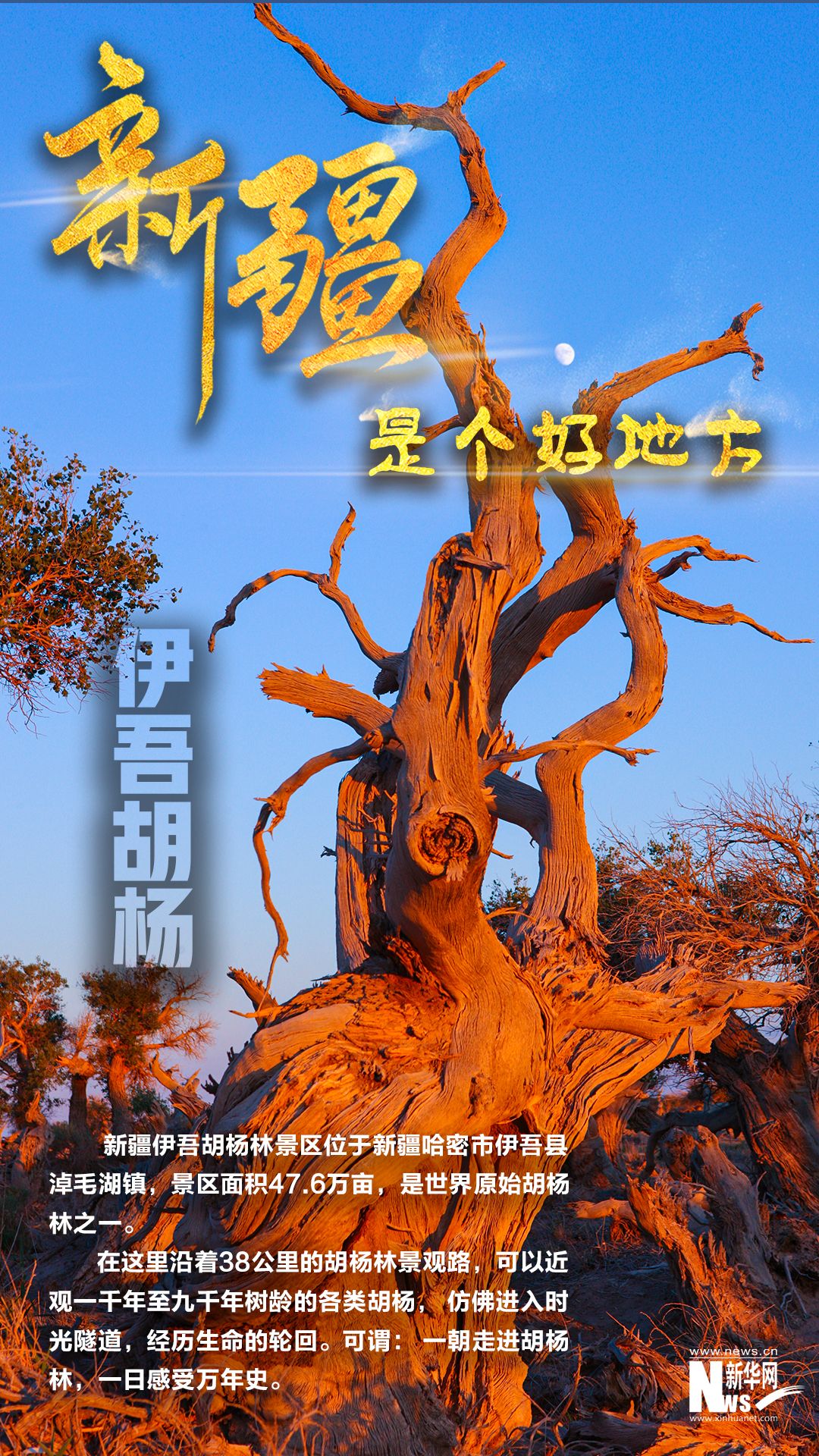 新疆是个好地方丨一组海报带你领略伊吾胡杨林之美
