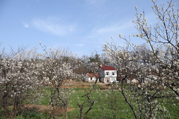 湖北宜城刘猴镇党畈村农旅融合脱掉穷帽一年四季采摘幸福