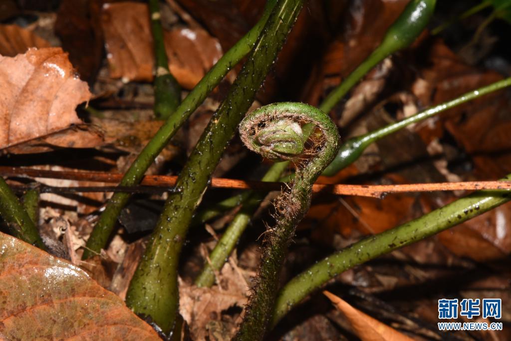云南大围山发现蕨类植物新种素功莲座蕨