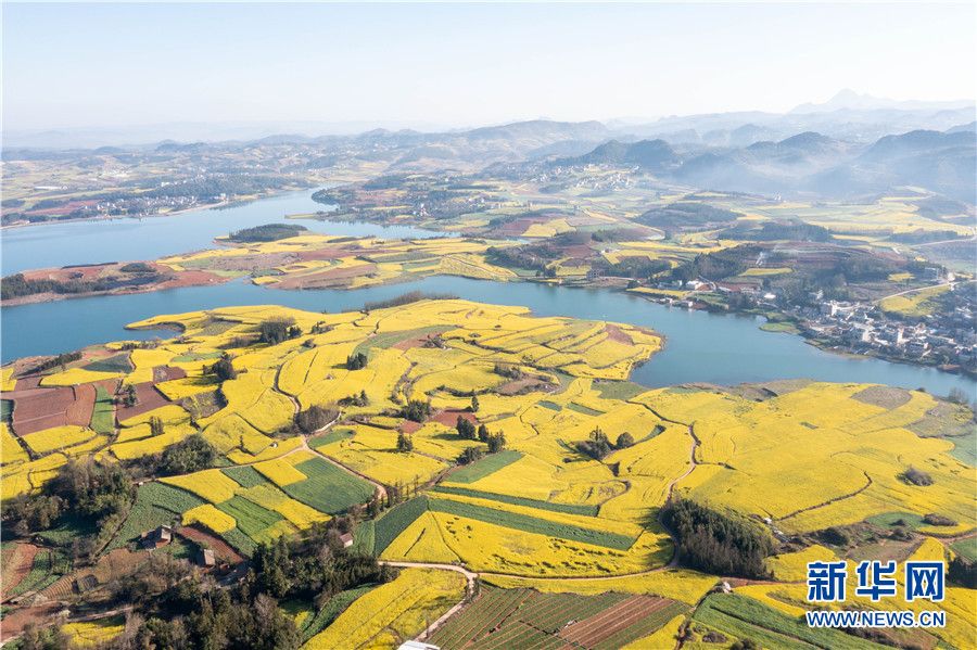 时值仲春,云南省曲靖市师宗县大同街道溜子田水库周边田地里的油菜