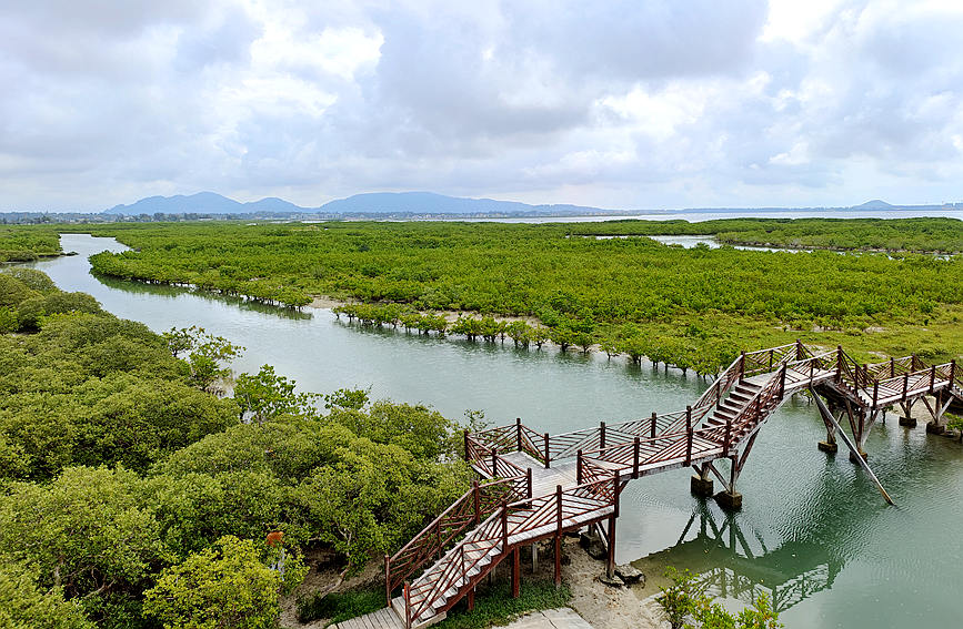 海南红树林湿地公园图片