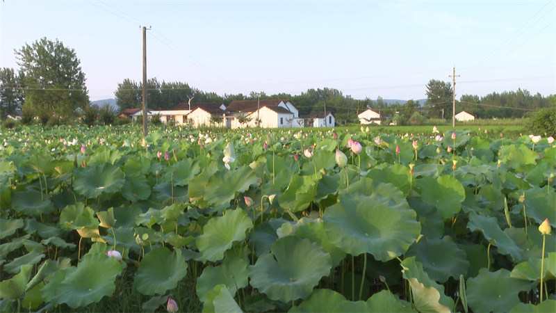 宜城市刘猴镇赵咀村太空白莲开满塘农民丰收采莲忙