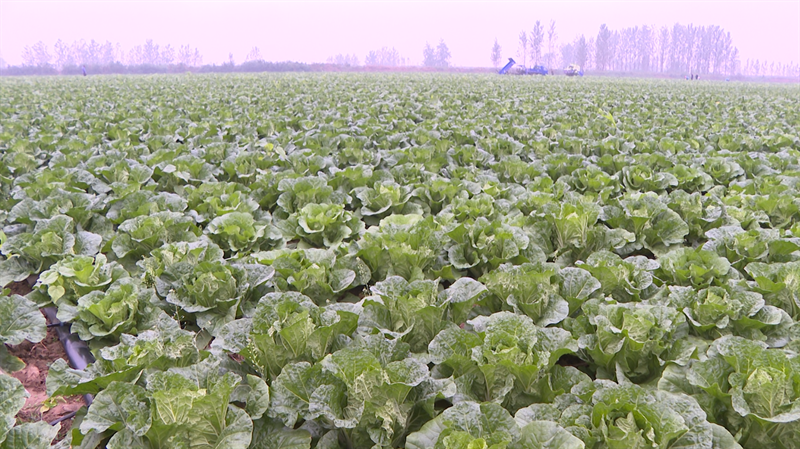 孔湾镇:早白菜抢"鲜"上市 俏销全国促增收_云上宜城