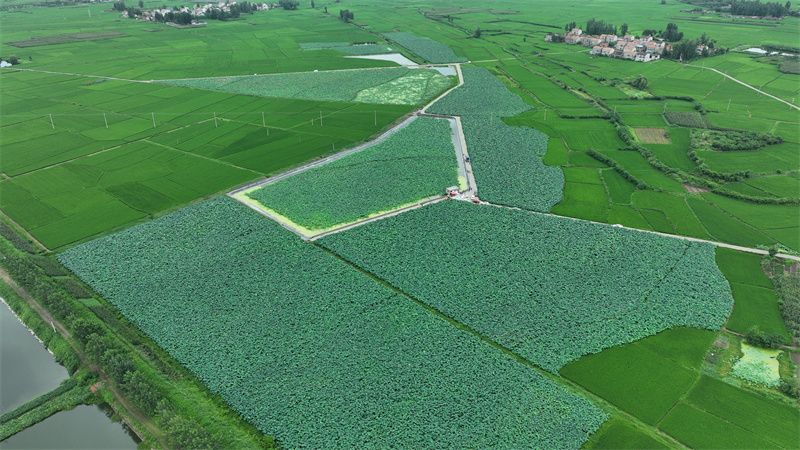 郑集镇魏岗村:"藕鳖共养"新模式 增收致富新途径_云上宜城