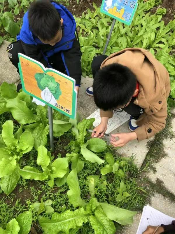 開展農事的勞動基地和科學課種植的實驗基地,增強學生熱愛學校的情感