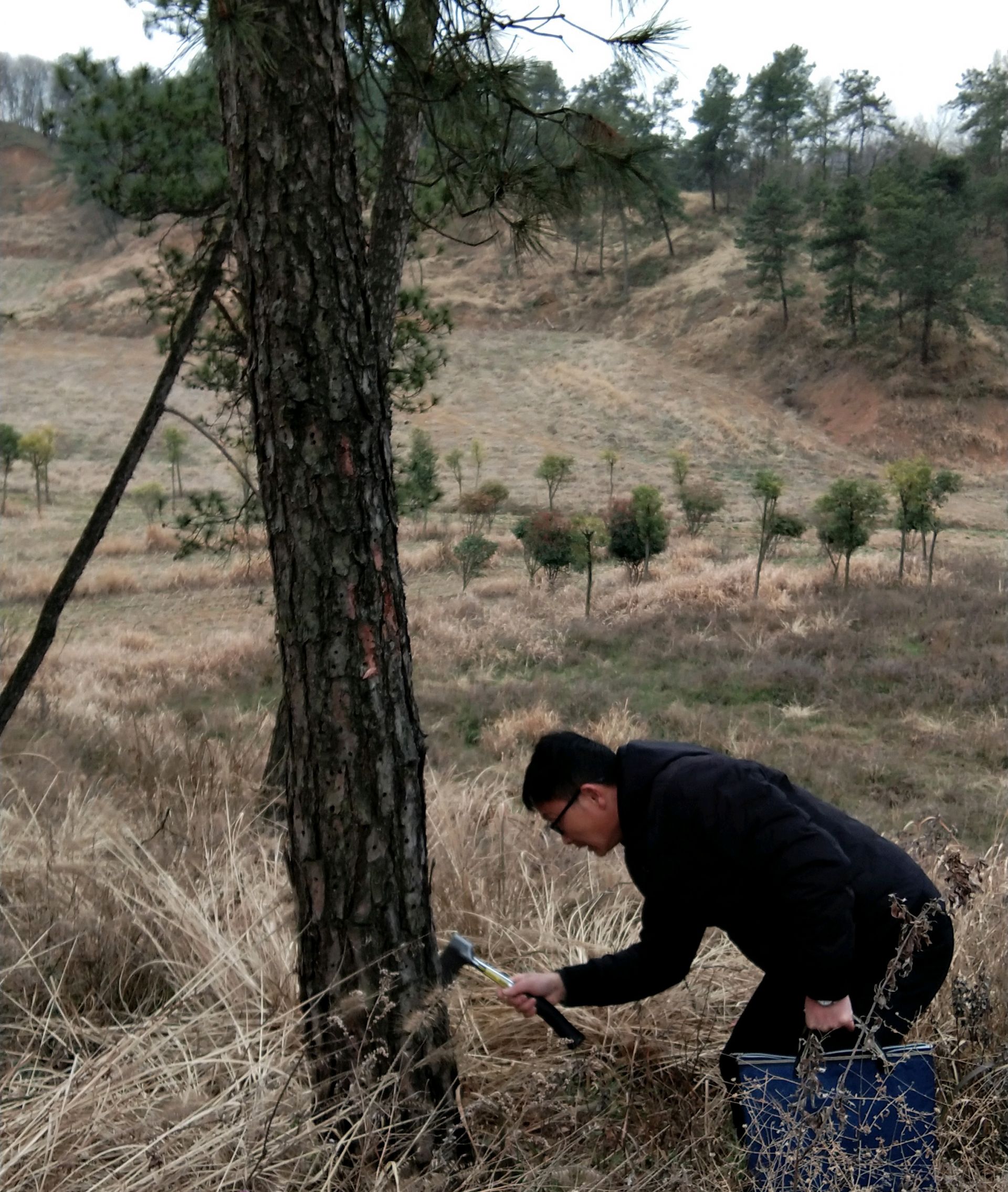 森防站及各乡镇林业站,国有林场技术人员通过现场刮取树皮,查看树干