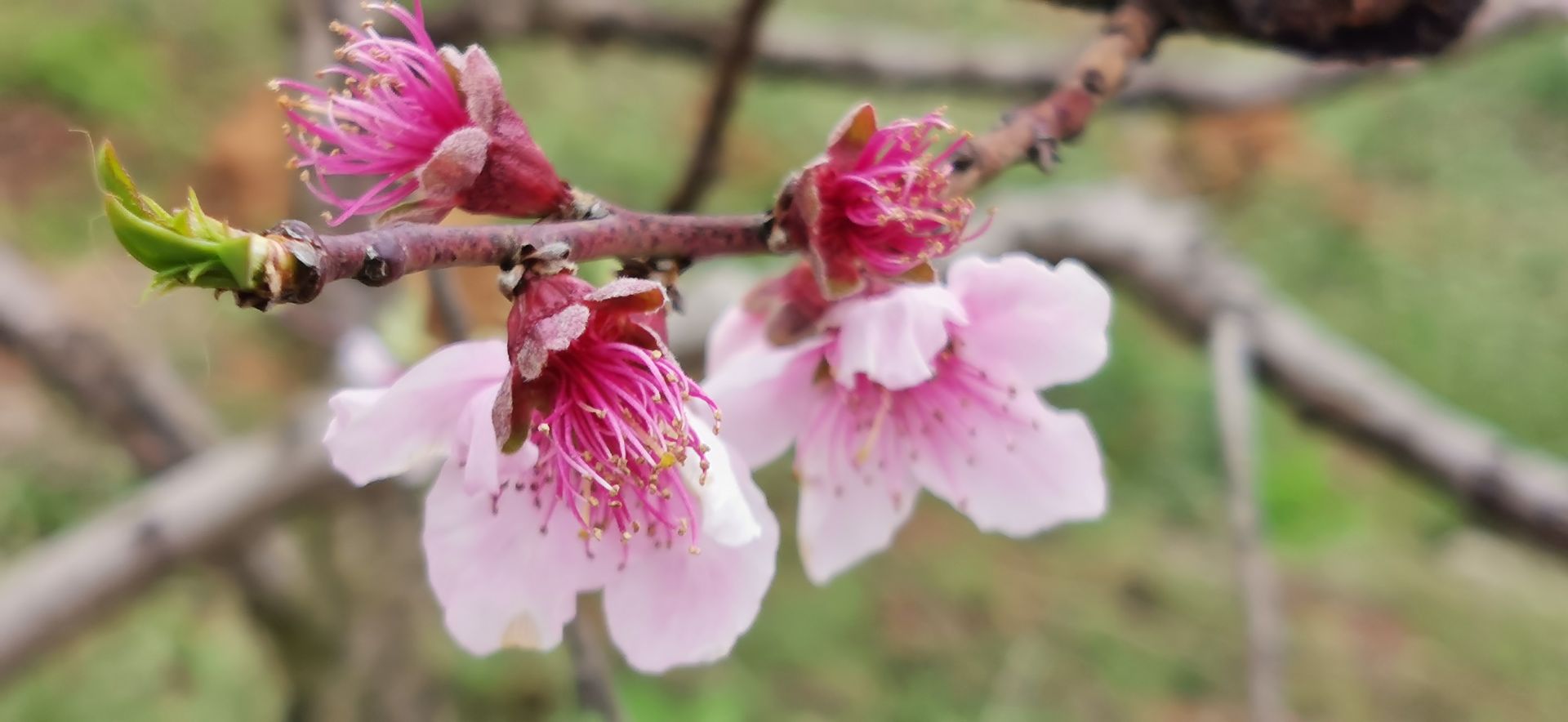 湖北老河口:春來賞桃花,灼灼動人心