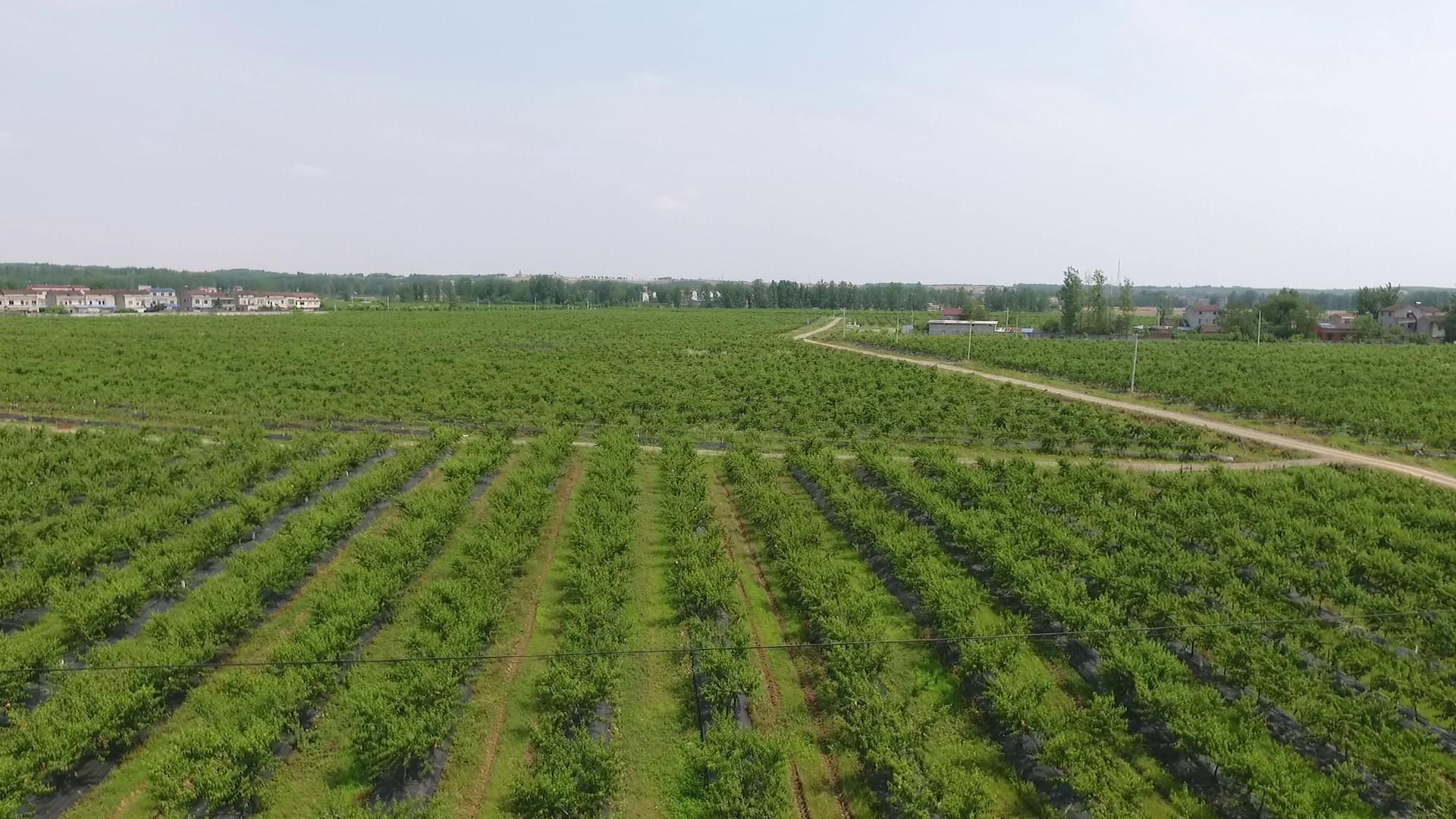 京东农场首个数字化黄桃基地落户老河口