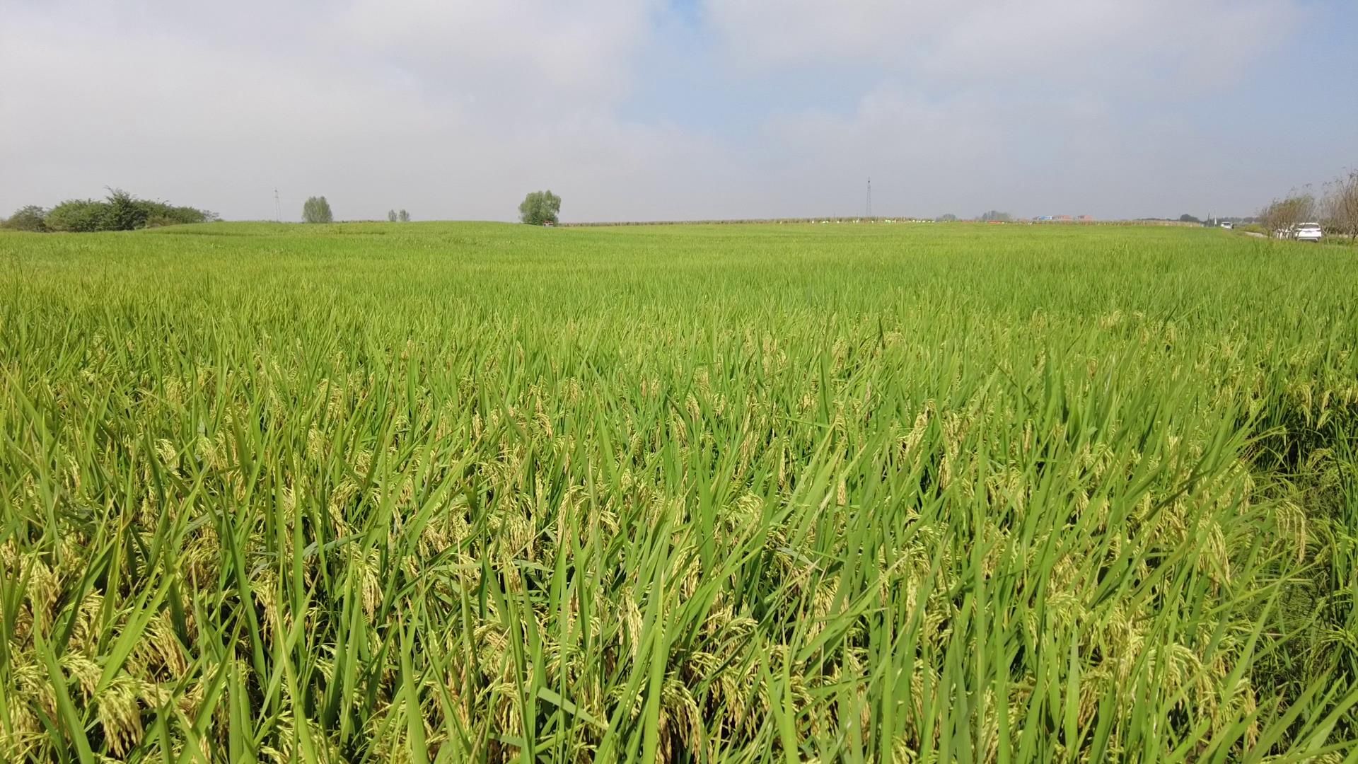 优质节水抗旱稻旱优3015试种成功