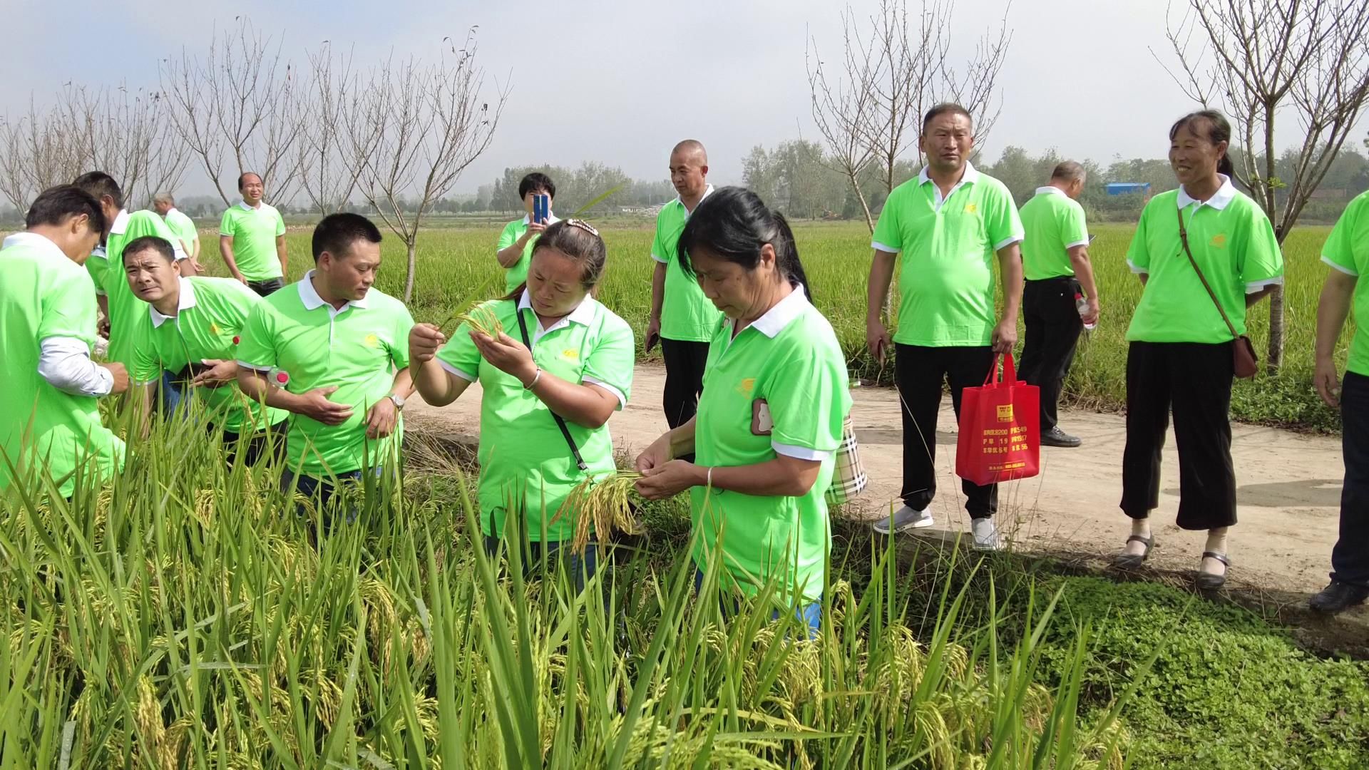 优质节水抗旱稻旱优3015试种成功