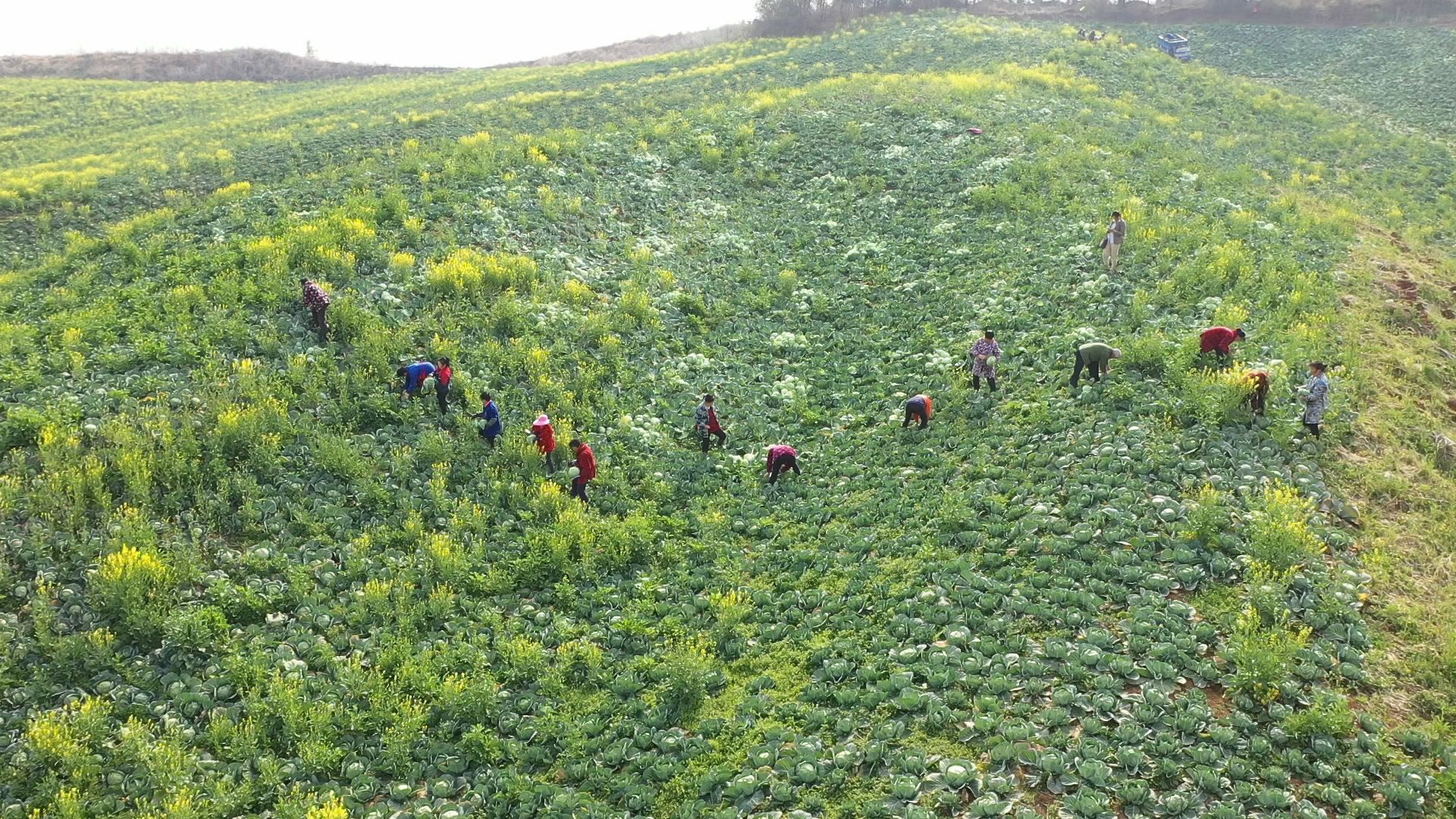 老河口陈亚东巧打时间差晚熟包菜走俏市场