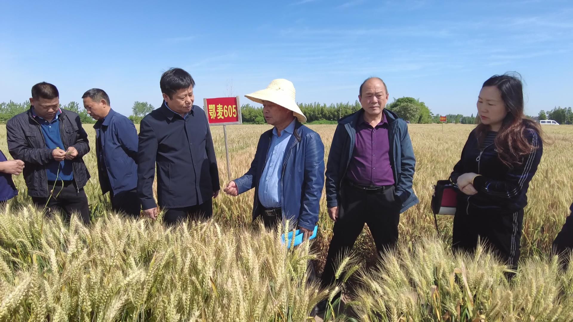 老河口观摩小麦新品种精选良种促丰收