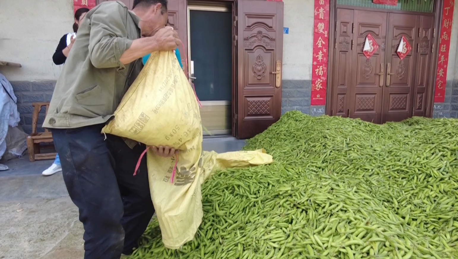 湖北老河口:种下绿豌豆 收获金豆豆