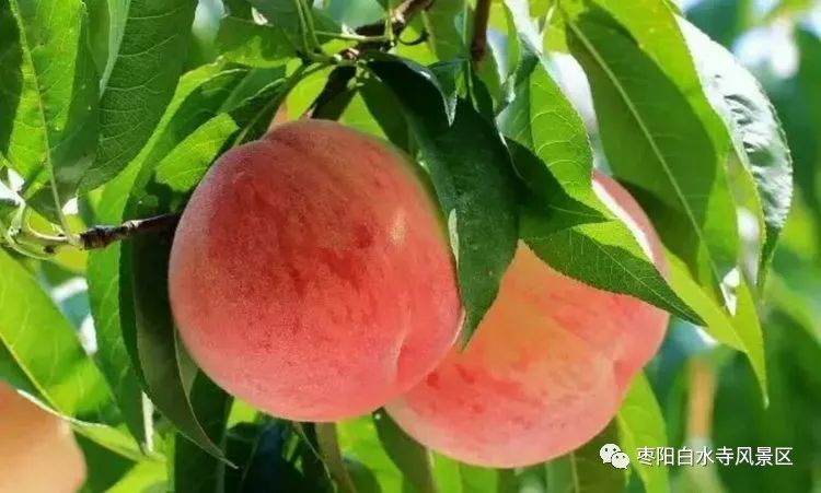 白水寺免费采摘季桃不过的诱惑