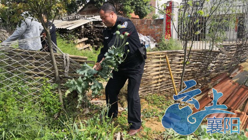 非法种植罂粟村民被民警行政处罚
