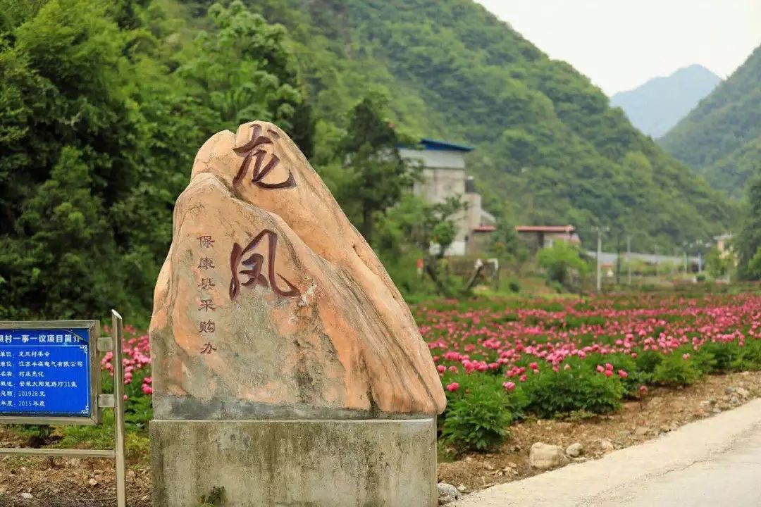 寺坪镇龙凤村芍药醉满天游客赏了景农民致了富