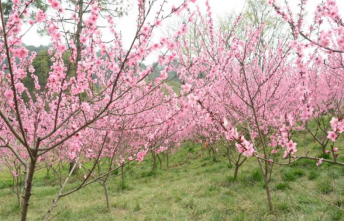 賞花去襄陽最美花季都在這兒了