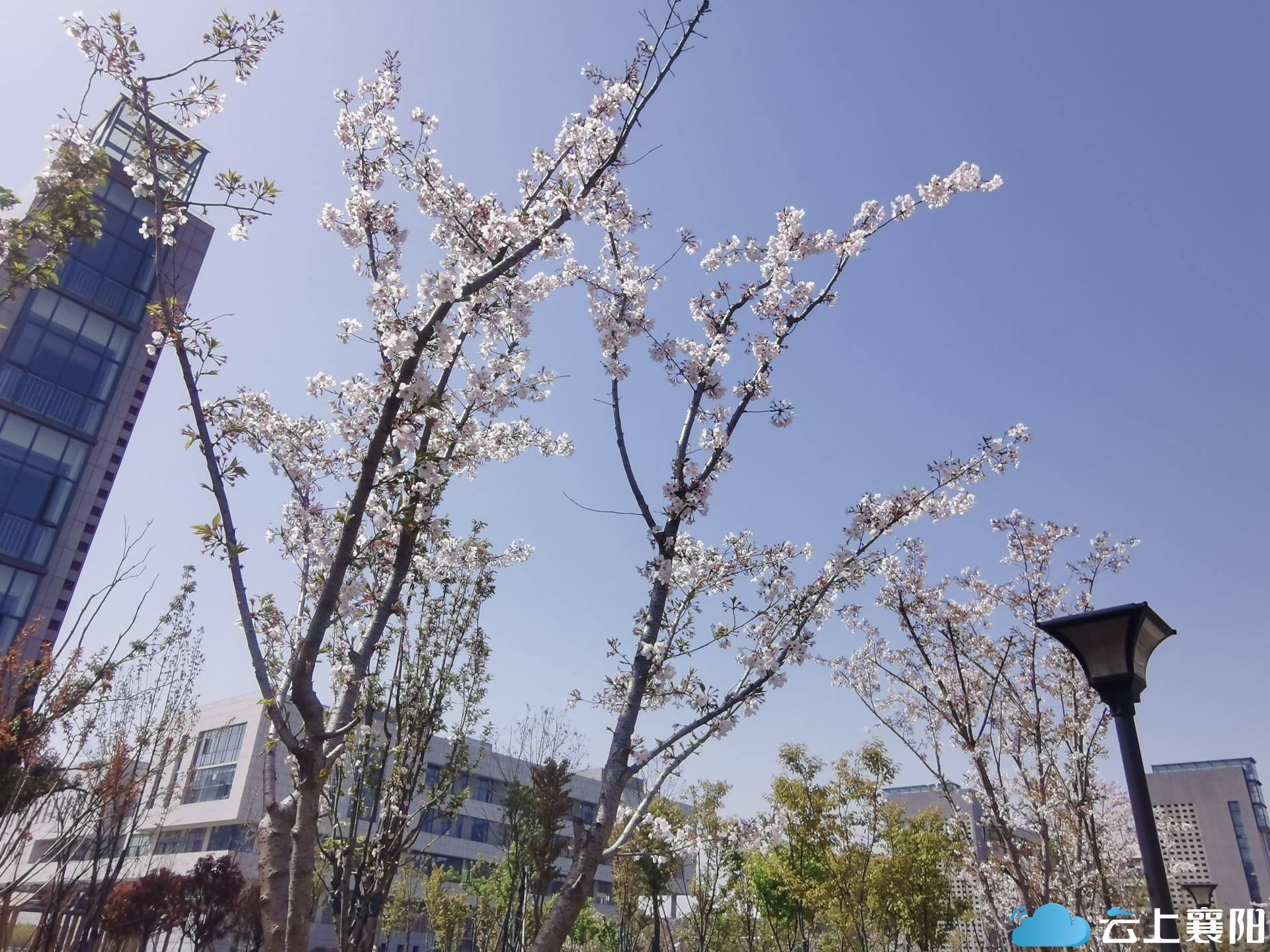 事关襄阳四中老校区樱花开放校方回复来了