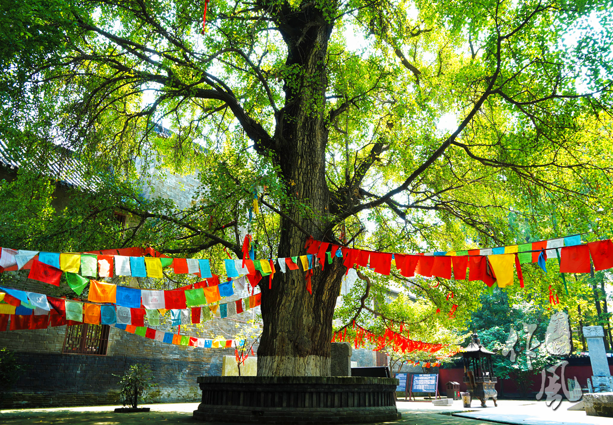 树龄最大2500年襄阳市古树名木有了电子身份证