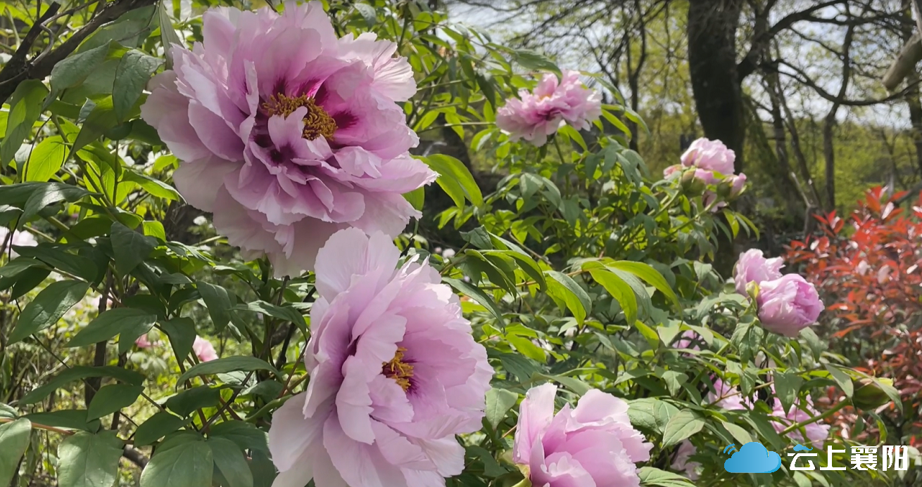 五一去保康品牡丹