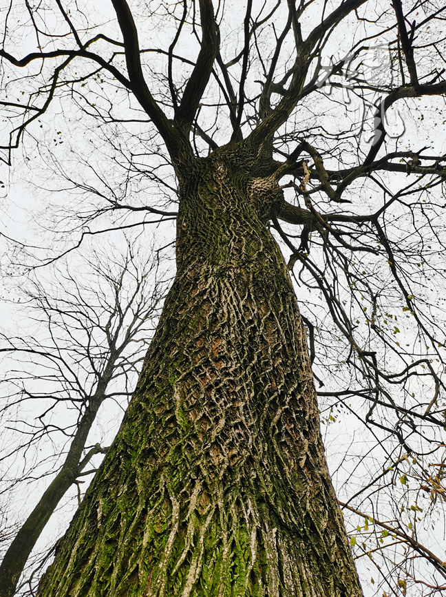 树龄最大2500年襄阳市古树名木有了电子身份证