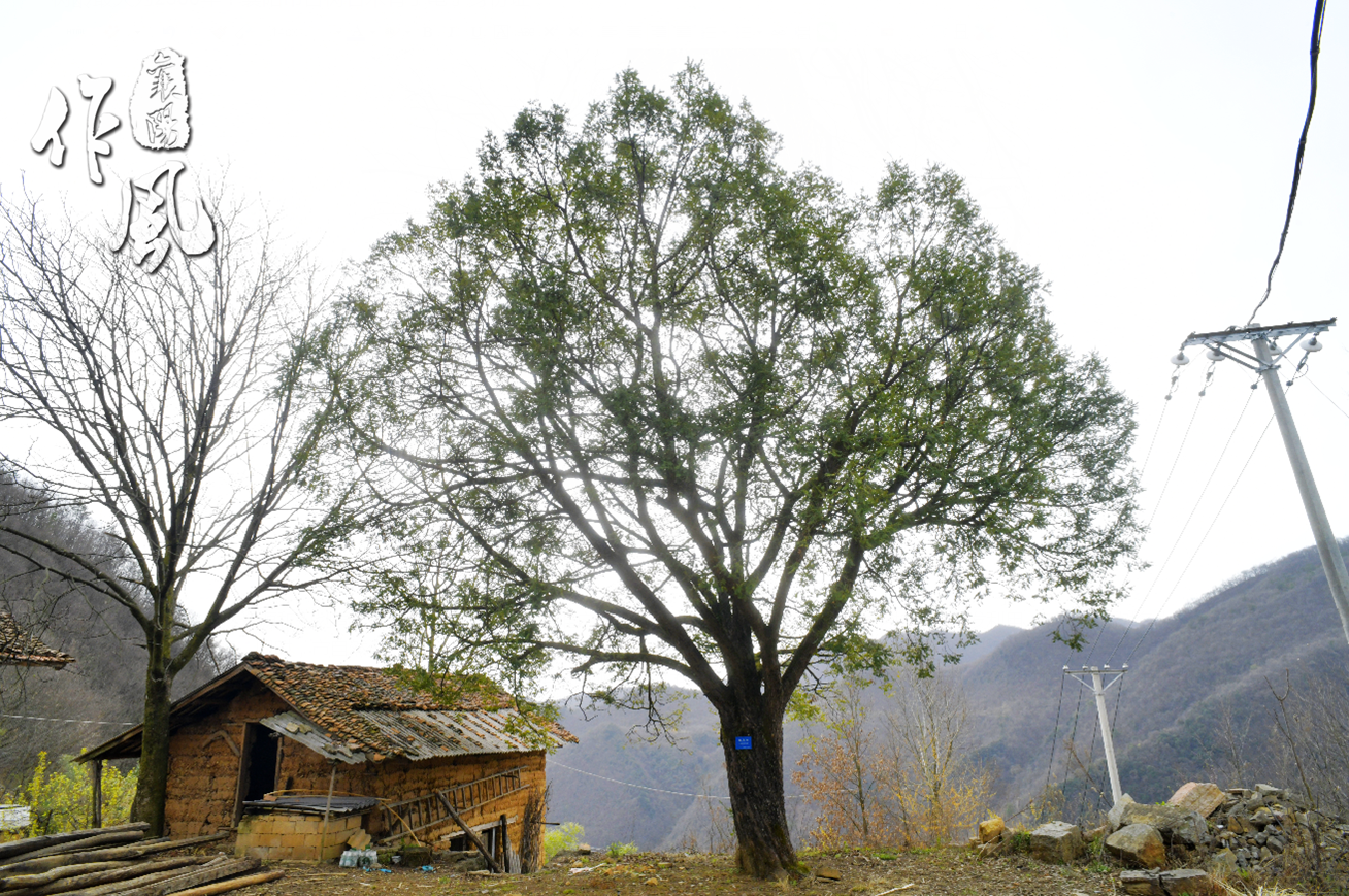 树龄最大2500年襄阳市古树名木有了电子身份证