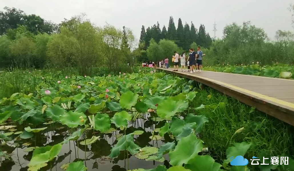 月亮湾公园添荷花新景吸引大批游客