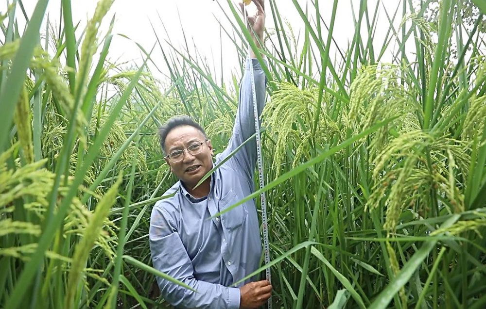 巨型稻之父图片